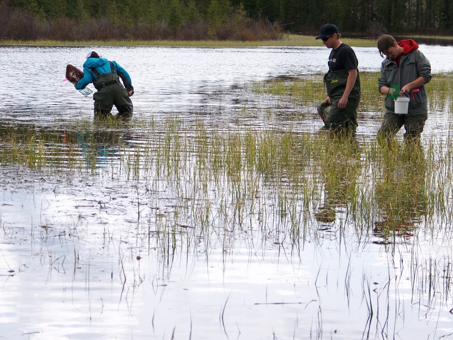 Amphibian Survey, Paska Lake, Wetland Institute 2010