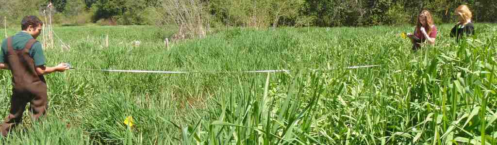 Shawnigan Lake Wetland Project (photo provided by Ian Wright)