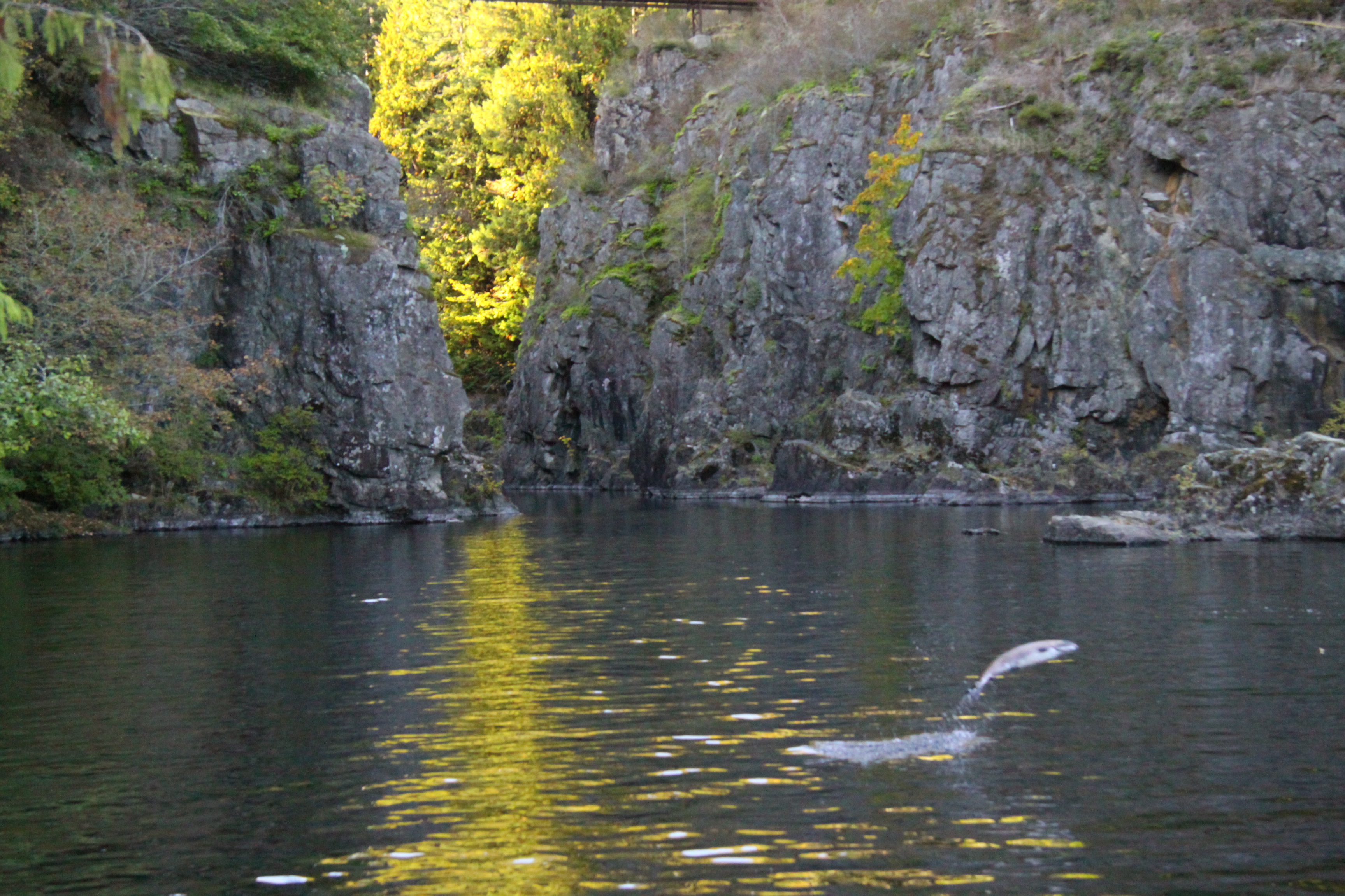 Cambell River, BC. Photograph by Eryne Donahue.