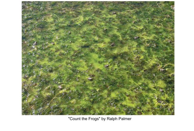 Count the Frogs