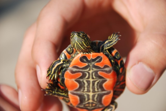 Of Turtles and Toe-biters: Wetlandkeepers in White&nbsp;Lake