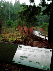 Entering the Camosun Bog. Image by Rachel Schott.