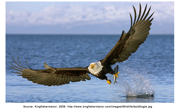 baldeagle