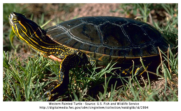Western Painted Turtle