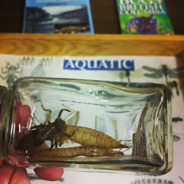 Specimens from the Spencer Museum at UBC