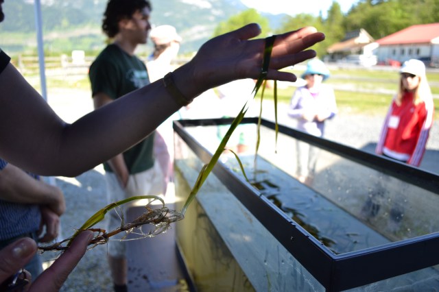 Edith gives us a closer view of native eelgrass. Photo by Rachel Schott.