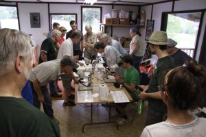Guests check out the insects they caught in the wetland under the microscopes. Photo by Eryne Donahue.