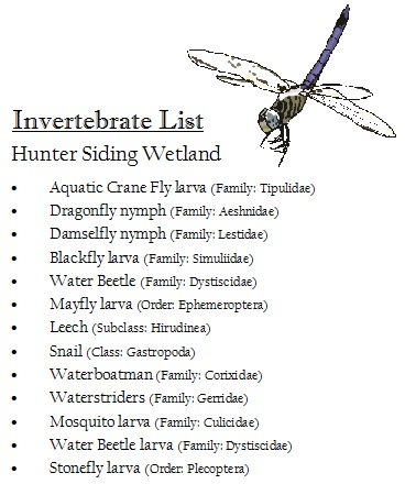 Invertebrate list