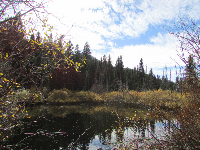 A beautiful swamp near Peachland.