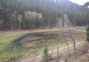 This wetland has been overgrazed by roaming cattle and degraded by off-road mud-boggers.