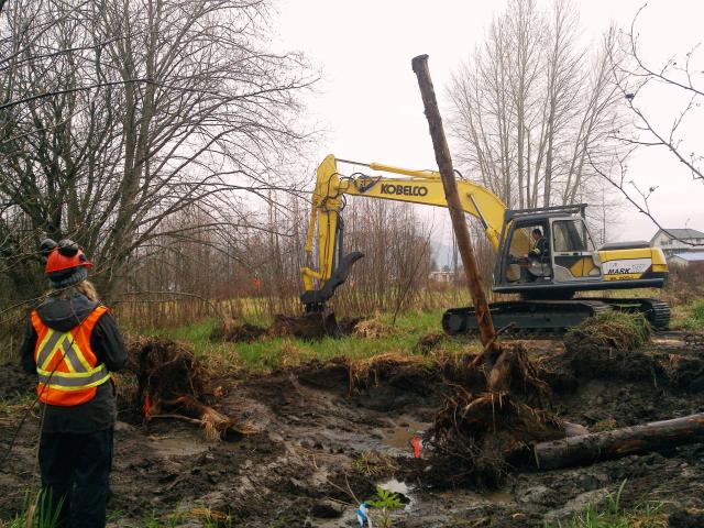 Building Wetlands in the Somenos Marsh: Treating Storm Water and Creating&nbsp;Habitat