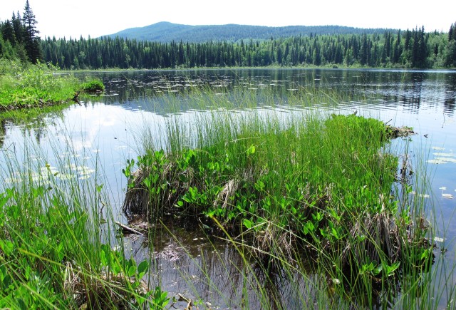 Bogs, Fens, and Marshes, oh my! Quesnel Wetlandkeepers Had it&nbsp;All.