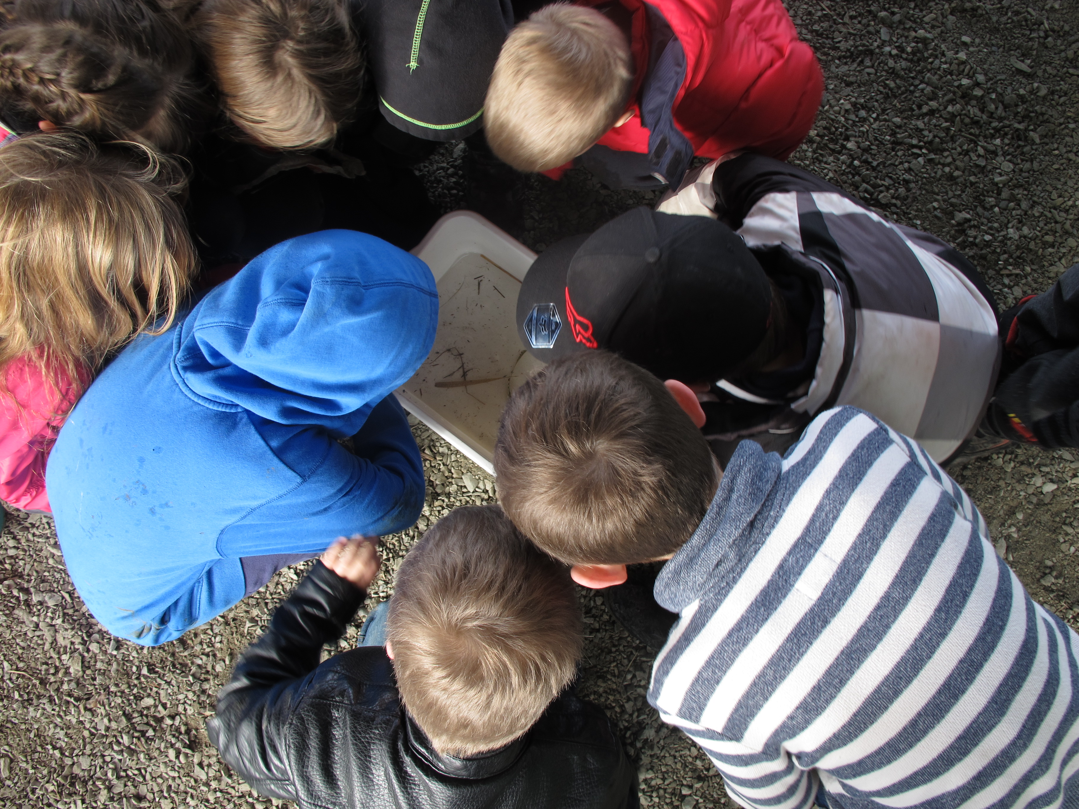 Students viewing inverts