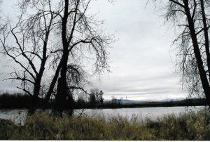 Riparian area in March