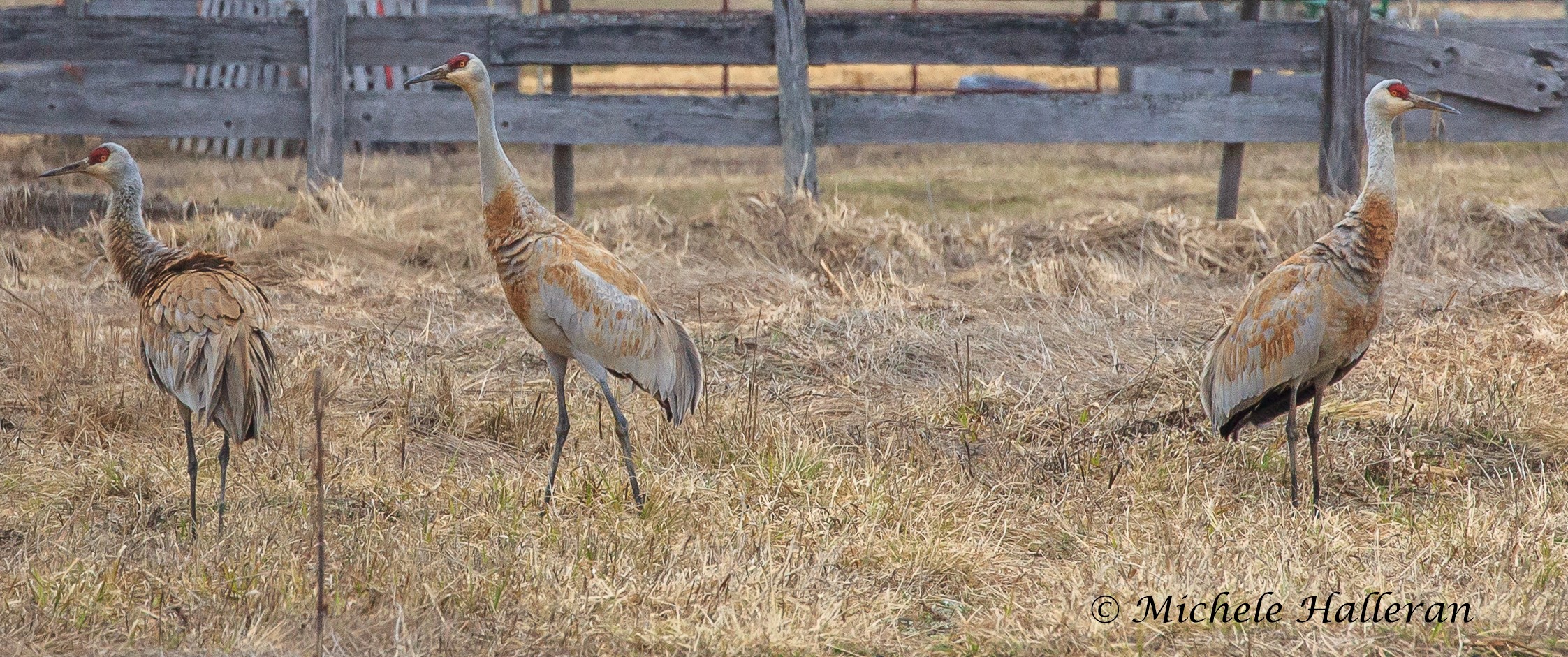 sandhill crane