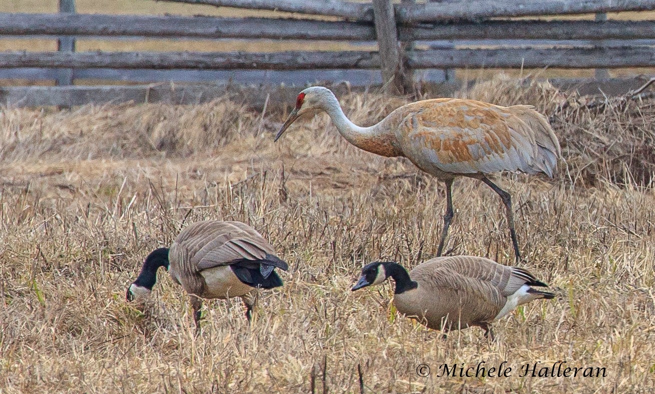 sandhill crane3